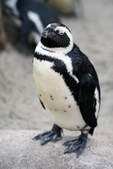 Brillenpinguin (Spheniscus demersus)