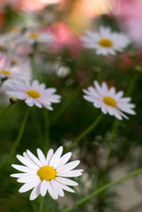 マーガレットの花