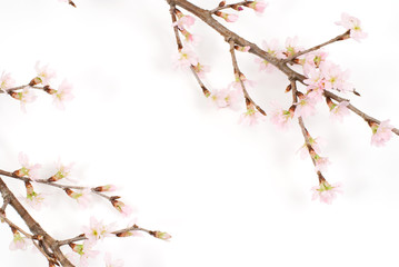 啓翁桜の花