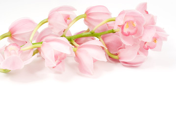 洋蘭の花