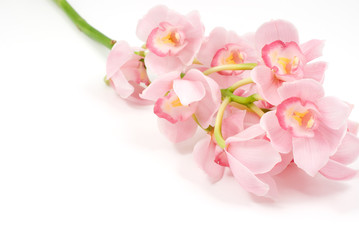Naklejka premium 洋蘭の花