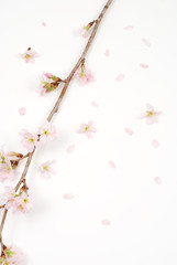 啓翁桜の花
