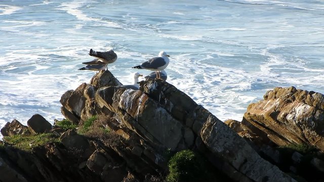 seagulls in the rocks close-up with waves background