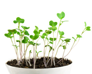 Small plant