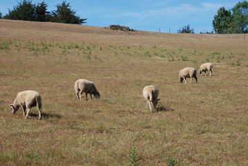 Naklejka na ściany i meble Sheep grazing