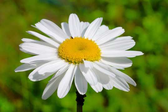 White  daisy