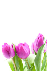 Tulpen in violett