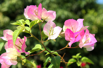 Fototapeta premium Bougainvillea flowers