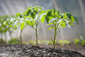Naklejka premium gruwth seedling tomato