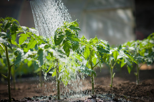 Watering Seedling Tomato