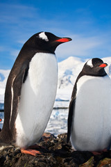 Obraz premium penguins in Antarctica