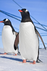 Obraz premium penguins in Antarctica
