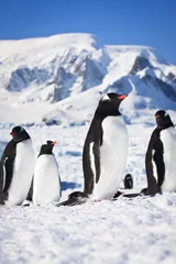 Foto auf Glas penguins in Antarctica © Goinyk