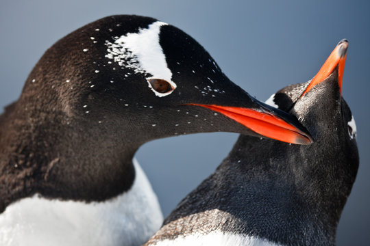 two penguins  in Antarctica