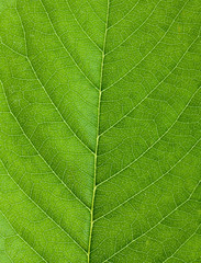 Leaf background