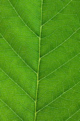 Leaf background