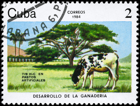 CUBA - CIRCA 1984 Artificial pastures