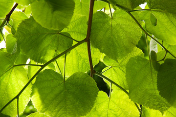 Fototapeta na wymiar Lime-tree leaves