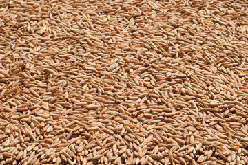 Rye grain closeup