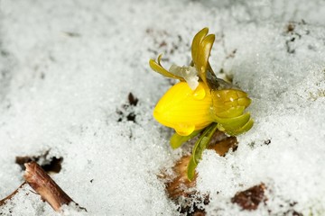 Closeup of single winter aconite flower peeping through snow