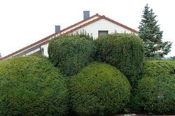 Haus hinter hoher Hecke