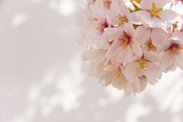 Fototapeta premium cherry blossom