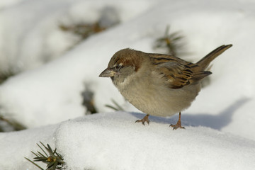 House Sparrow