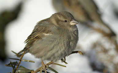 House Sparrow