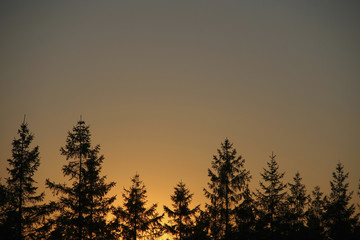 Evergreen sunset silhouette