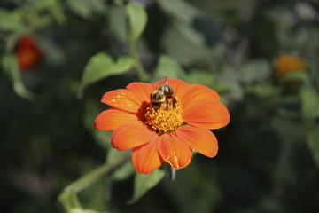Bee pollinating flower