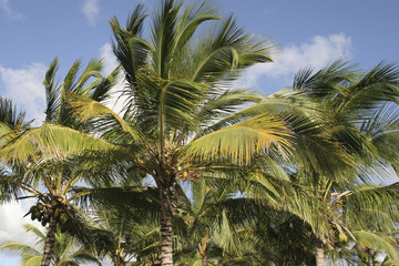 Fototapeta na wymiar Palm trees backround