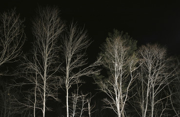 Winter trees at night