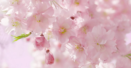 Naklejka premium cherry blossom