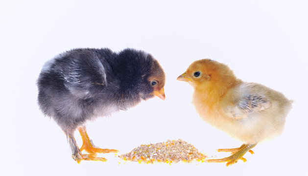 Pollitos comiendo pienso.