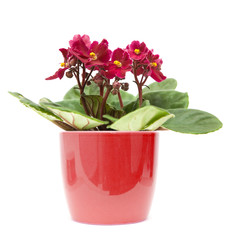 dark red african violet in color-coordinated pot