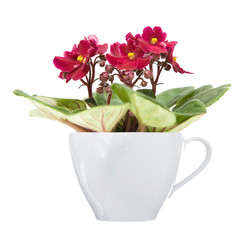 dark red african violet in large white coffee cup ; isolated