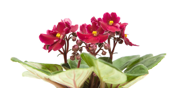 dark red african violet ; isolated on white