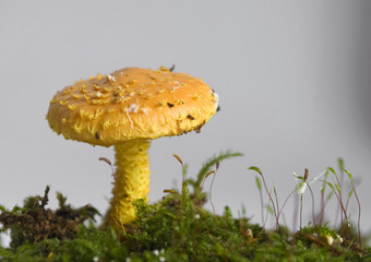 Pholiota flammans