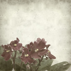textured old paper background with african violet (saintpaulia)