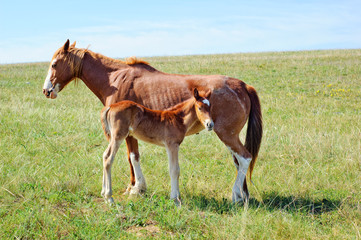 A horse with a foal on the meadow