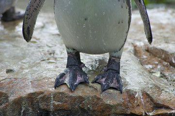 Pinguinfüße