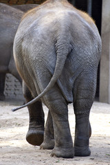 Elefant