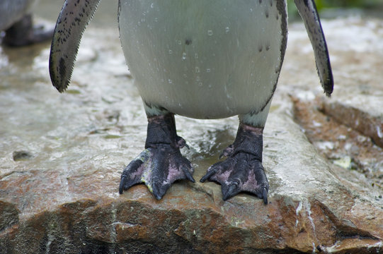 Pinguinf&uuml;&szlig;e