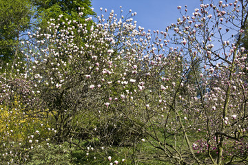 Magnolia trees