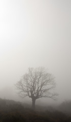 Obraz na płótnie Canvas Drzewo w mgle II