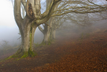 FOREST MIST V