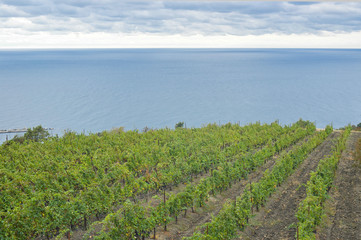 Fototapeta na wymiar Vineyard on a Black Sea shore at a fall season, Crimea, Ukraine.