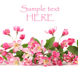 Pink spring flowers border