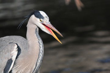 Ciconiiformes