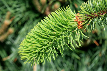 fir